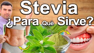 Estevia ¿Para Qué Sirve La Stevia  Beneficios Para Tu Salud Y Belleza [upl. by Yarak60]