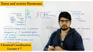 Gonadal Hormones and Inhibitors  KATZUNG  Online Session UrduHindi [upl. by Lledyr868]