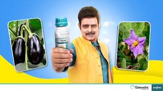 Syngenta  Simodis  Brinjal  Abhimanyu Sigh  Marathi [upl. by Nylhtac]