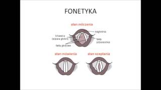 Fonetyka część 1  Budowa narządów mowy [upl. by Ettevram]