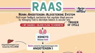 The ReninAngiotensinAldosterone System RAAS [upl. by Dnalyag]