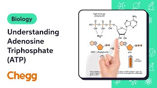 Understanding Adenosine Triphosphate ATP  Biology [upl. by Dulcinea]