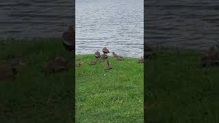 Hurricane Milton Floods Solary Park amp Sweetwater Creek White Ibis Black Bellied Whistling Ducks [upl. by Acireed]