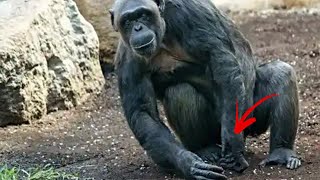 Chimpanzee Digs Up Unusual Object Becomes Obsessed With It [upl. by Stephine]