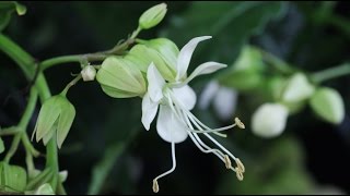 Clerodendrum wallichii quotProsperoquot  Losbaum Glorybower [upl. by Circosta]