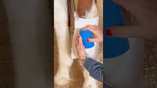 The Best Way to Bandage a Horse’s Leg How to Apply PF Wonder Salve lessismore proudflesh horse [upl. by Carnay]