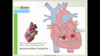 Biodoen  werking van het hart 3 van 3 [upl. by Apple]