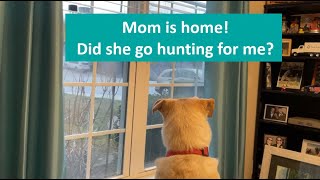 Momentary Loss of Composure Dog Goes Crazy When Mom Gets Home Mom goes hunting for Lilys food [upl. by Nosbig]