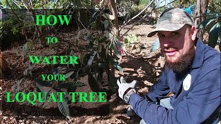 How to water your newly planted Loquat tree [upl. by Edik]