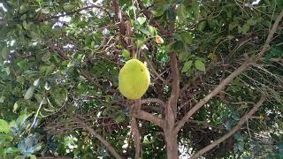 Jackfruit Artocarpus heterophyllus in the Canary islands [upl. by Sanjiv]