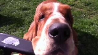 Bellingham Bassets playing European Basset hounds [upl. by Kealey557]