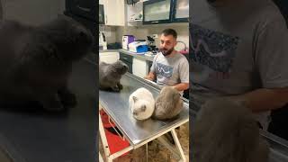 Yavrulara kötü örnek olan Duman🐅 british viral animals cats cat kediler [upl. by Ecirad435]