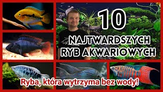 10 MEGA ŁATWYCH RYB Akwariowych 🐠 [upl. by Zaneta]