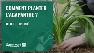 TUTO Comment planter lagapanthe   Jardinerie Gamm vert [upl. by Goren]