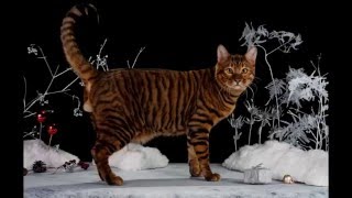 Photos of my cat breed Toyger [upl. by Azirb]