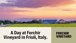 A Day at Forchir Vineyard in Friuli  Daniele Vatri [upl. by Lundgren696]