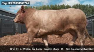 CLENAGH HANK KCH Progeny Video [upl. by Nolrah238]