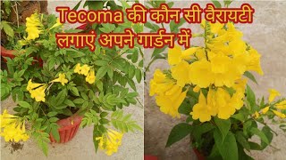 How to grow and care Tecoma plant  Tecoma के कौन से प्लांट्स को लगाएं अपने गार्डन में [upl. by Bor]