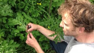 Common Hogweed wild food uk [upl. by Mcconnell]