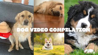 8 minute dog video compilation [upl. by Adhern]