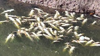 O que se sabe sobre a morte de 3 toneladas de peixes no rio Piracicaba [upl. by Elna]