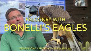 FALCONRY Bonellis’s Eagles episode one [upl. by Netniuq678]