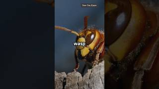 Amazing Facts  Wasp Facts  facts shorts shortsfeed [upl. by Ahtanaram]