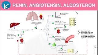 Renin Angiotensin Aldosterone RAAS  Patofisiologi Hipertensi 66 [upl. by Lorrimor]