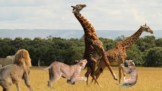 Family Lions vs Giraffe Fight to the death  Amazing Giraffe Knockout Herd Of Lions One By One [upl. by Ardnoyek]