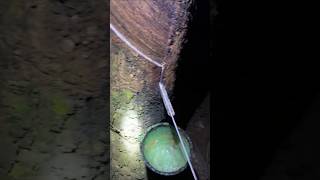 rubber latex extraction process🌴 rubberfarming satisfying rubberwood bushcraft rubber wood [upl. by Abisia375]