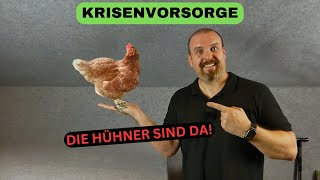 Krisenvorsorge  Jetzt kommt Leben in die Sache  Die Hühner sind da 😉 [upl. by Laforge]