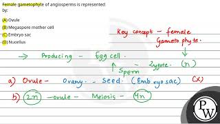 Female gametophyte of angiosperms is represented by [upl. by Atnohs]