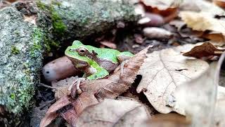 Eastern tree frog  Hyla orientalis  აღმოსავლური ვასაკა  ალავერდი [upl. by Gelasius]