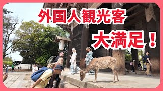 【奈良公園】外国人観光客大満足 奈良の鹿とのふれあいに感動 NARA JAPAN [upl. by Senecal]