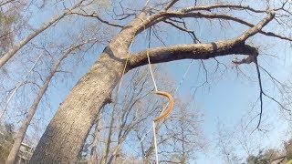 Getting your line and cambium saver into the tree [upl. by Lawler]