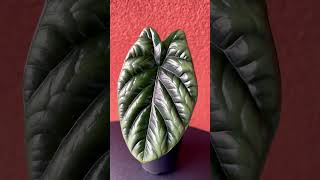 Alocasia Sinuata alocasia plants plantlover plantcommunity natureathome [upl. by Nevah151]