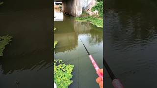 Fishing Rod amp Reel fishing fish [upl. by Nahallac]