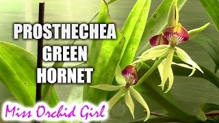 Prosthechea Green Hornet  an upside down orchid [upl. by Bubb797]