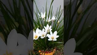 White lily🤍🌸youtubeshorts flowervibes nature [upl. by Gaston]