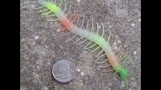 TOP 10 colorful centipedes [upl. by Rourke580]