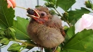 Baby Cardinal  bird being fed [upl. by Abehsile892]