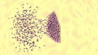 bacteriophage vs ecoli animation [upl. by Iadam]