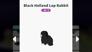 Black holland lop rabbit in the «Forest island» 🏝️ [upl. by Anilra]