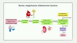 Renin Angiotensin Aldosterone System RAAS [upl. by Lenahc589]