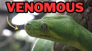 Extremely venomous snake Boomslang [upl. by Childs594]