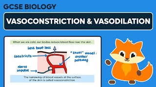 Vasoconstriction amp Vasodilation  GCSE Biology [upl. by Kall]