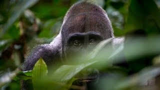 2017  Gabun  Im Land der Gorillas  Tiere Doku HD [upl. by Funda]