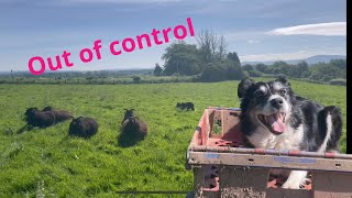 Amazing sheepdog herding sheep on Raw Instinct alone [upl. by Parfitt200]