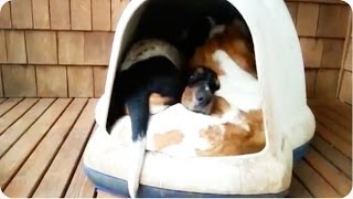 Basset Hound Clown Car  HILARIOUS Dog Pile [upl. by Dacie]