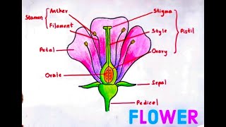 आवृतबीजी पादपो का प्रजनन और भ्रोणिकीReproduction And Embryology Of Angiospermpart1 [upl. by Bridgid]